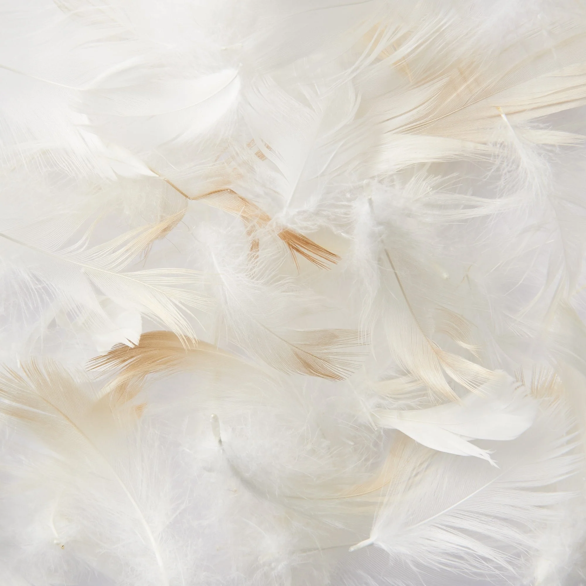 Feather Cushion (43 x 43 cm) - Image 4